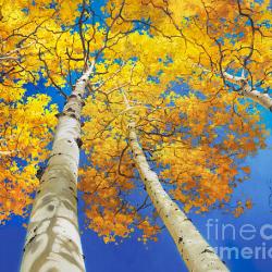 Autumn Aspen Canopy - Fine Art